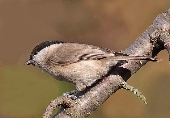 Poecile palustris